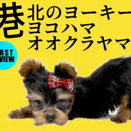 【 ヨークシャーテリア 子犬情報 】とびきり可愛い子犬ちゃんが横浜に降臨！