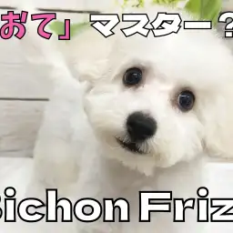 【 ビションフリーゼ成長ログ 】トリミングでさっぱり＆「おて」マスター？