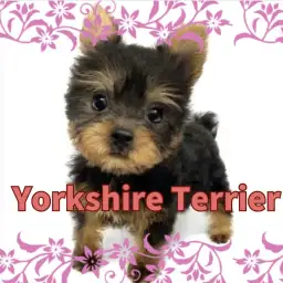 【 ヨークシャーテリア 】超甘えん坊BOY！手乗りサイズの小さめヨーキーくん入店