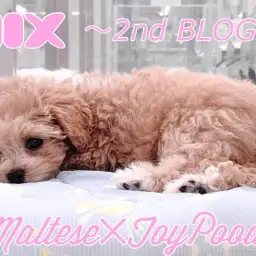 【 MIX マルプー 】驚愕のお利口さんぶりを発揮する生後95日の成長記録！