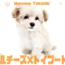 【 マルプー 】ミックス犬人気No1！マルチーズとトイプードルの可愛さ全網羅！