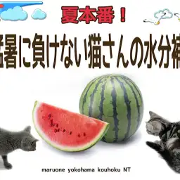 【 お役立て情報 】夏本番！猛暑に負けない猫さんの水分補給