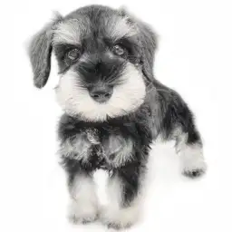 ミニチュア・シュナウザー