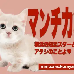 【 マンチカン 】横浜の短足スター誕生！クリームカラーの女の子を徹底解説！