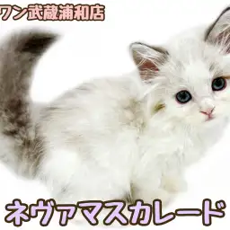 【 ネヴァマスカレード 】ブルーの瞳と毛色が神秘的!超激レア美猫が降臨!