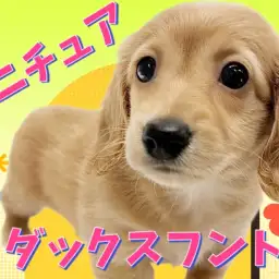 【 ミニチュアダックスフント 】大人気イエローカラー!短足界の美少女が降臨!