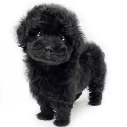 トイ・プードル