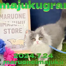 【 イマジュクグラム 】超温厚なラガマフィンの男の子！お散歩デビューに密着！