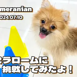 【 ポメラニアン成長ログ 】できるかな？！ポポちゃん初めてのスラロームに挑戦だ！
