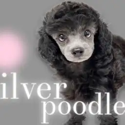 【 トイプードル 】東川口店久々の登場!毛色の変化を楽しめる希少なシルバーカラー