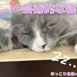 【 ほっこり北通Vol.94 】芸術的な寝方を見せるノルウェージャン