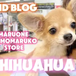 【 チワワ 】可愛さに磨きがかかった、小さなプリンセスの2ndブログ！