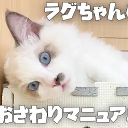 【 ラグドール成長ログ 】ラグちゃんのおさわりマニュアル大公開？！