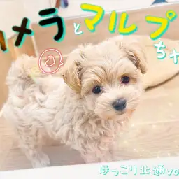 【 ほっこり北通vol.82 】カメラに気づいた瞬間のマルプーちゃん