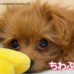 【 MIX 】港北NT店の元気っ子、チワプーちゃんの生後3ヶ月の今