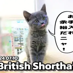 【 ブリティッシュショートヘア成長ログ 】ブリちゃまはお手入れ余裕ニャンだ！