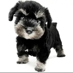 ミニチュア・シュナウザー