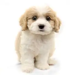 MIX（キャバリアキングチャールズスパニエル×ビションフリーゼ）