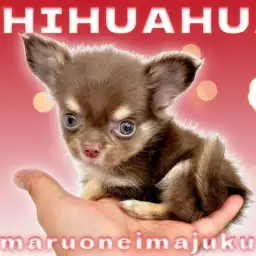 【 チワワ 】生後2ヶ月体重549g！マズル短めなチョコタンカラーの男の子！