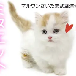 【 ミヌエット 】長毛短足の癒し系は必見!大きな瞳と詰まった鼻の美猫が登場!