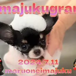【 イマジュクグラム 】プレミアムチワワちゃまシャンプーの日！最新動画は必見！