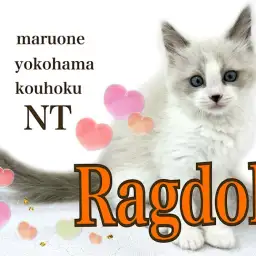 【 ラグドール 】大人気大型猫種!ブルーの瞳のぬいぐるみニャンコ!