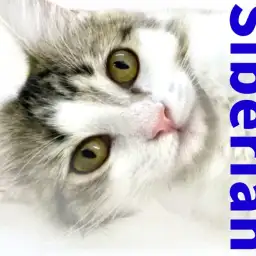 【 サイベリアン 】驚異的な抱っこ猫に成長！お手入れ上手な女の子！