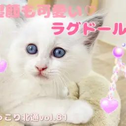 【 ほっこり北通vol.81 】寝る子は育つ!ラグちゃんの寝顔を激写!