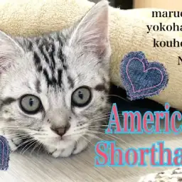 【 アメリカンショートヘア 】運動神経抜群!遊ぶの大好き元気印の女の子