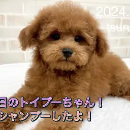 【 トイ・プードル 】本日のトイプーちゃん!シャンプーしたよ!