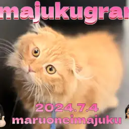 【 イマジュクグラム 】お散歩デビュー記念!生後4ヶ月のスコティッシュちゃま!