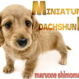 【 ミニチュアダックスフント 】遊ぶの大好き元気ハツラツ!ゴールドカラーの短足犬