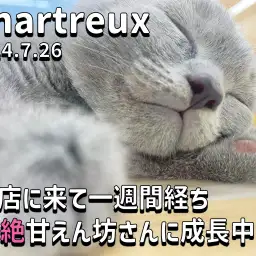 【 シャルトリュー 】お店に来て一週間経ち超絶甘えん坊さんに成長中！