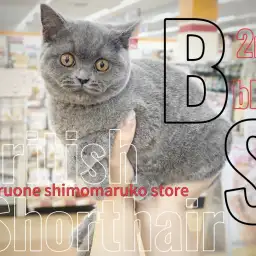 【 ブリティッシュ 】まん丸ボディを持つ下丸子店のアイドル!ご家族が決まりました