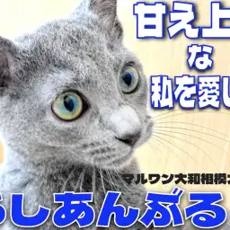 【 ロシアンブルー 】見た目はクールに心はホットに！甘え上手との生活は至福の時！