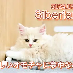 【 サイベリアン成長ログ 】新しいおもちゃに夢中のサイベリアンちゃん！