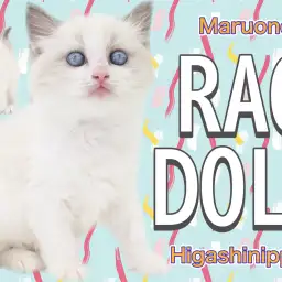 【 ラグドール 】瞳も毛色も透明感たっぷりな美少女降臨。