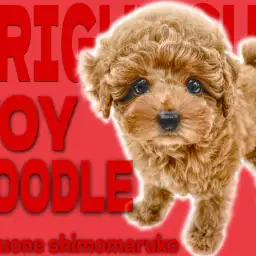 【 トイプードル 】この夏イチの出会い!ルックス&性格共に極上レベルの女の子!