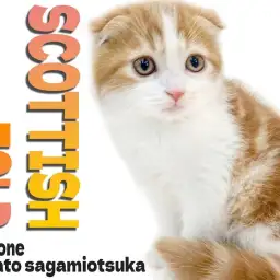 【 スコティッシュフォールド 】丸顔で垂れ耳の男の子は甘える仕草が可愛い癒し系!