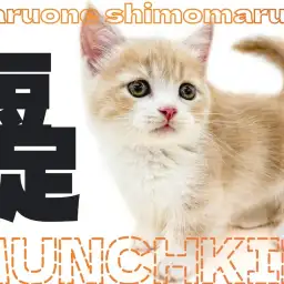 【 マンチカン 】東京屈指の短足？クリームカラーとコミカルな猫パンチに大注目！