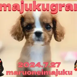 【 イマジュクググラム 】速報！希少ルビーカラーが輝くキャバリアが聖地に降臨！