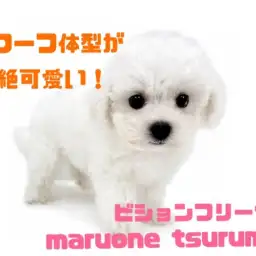 【 ビションフリーゼ 】ドワーフ体型が可愛い！まんまるフェイスの女の子！