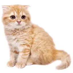 スコティッシュフォールド