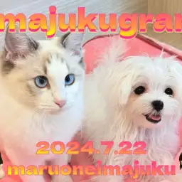 【 イマジュクグラム 】名コンビ爆誕！生後7ヶ月のマルチーズとラグドールに密着！