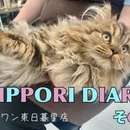 【 NIPPORI DIARY その6】長毛猫ラガマフィンちゃんのブラッシング♪