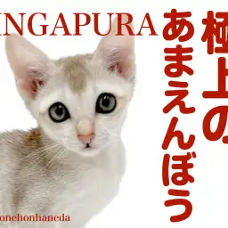 【 シンガプーラ 】甘えん坊な性格はピカイチ!本羽田に最小猫あらわる!