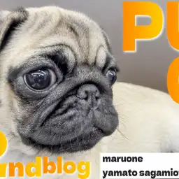 【 パグ 】生後3ヶ月の2ndブログ！見せる表情は無限大！あなたの好きな表情は？