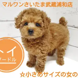【 トイ・プードル 】これぞテディベア!小さめサイズのトイプードルが埼玉に登場!