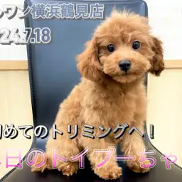 【 トイ・プードル 】初トリミングへ!おっとりした性格の男の子!