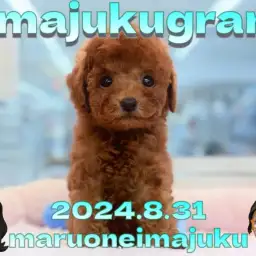 【 イマジュクグラム 】濃厚レッドカラーのトイプードルの男の子が仲間入り！